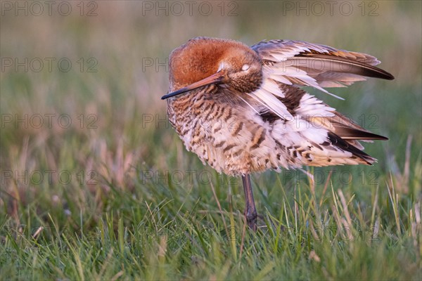 Black-tailed Godwit