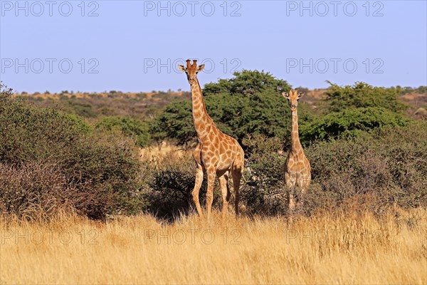 Southern giraffe