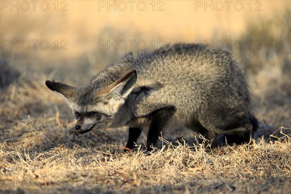 Bat-eared fox