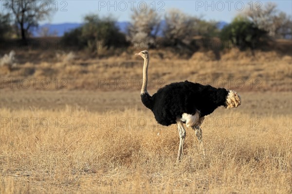 South African ostrich