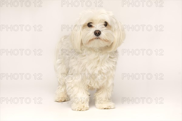 Beautiful white Bichon Maltese isolated on white background in studio
