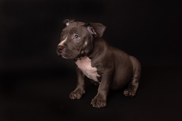 Puppy American Pit Bull Terrier sit on black background in studio