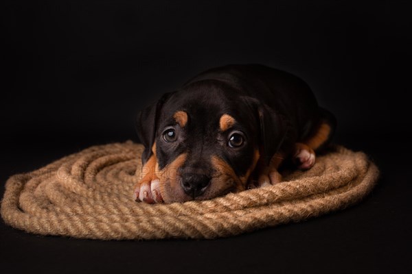 Puppy American Pit Bull Terrier sitt on a jute cord on black background in studio