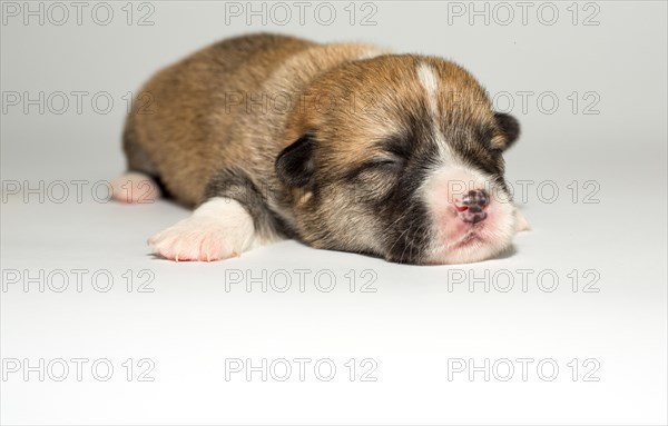 Ten days old puppies of the Welsh Corgi Pembroke