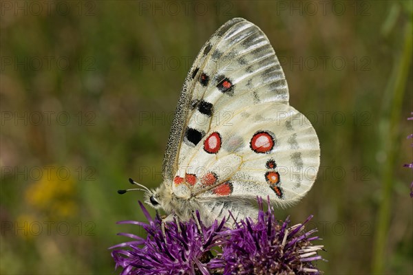 Apollo butterfly with closed wings sitting on purple flower sucking left looking