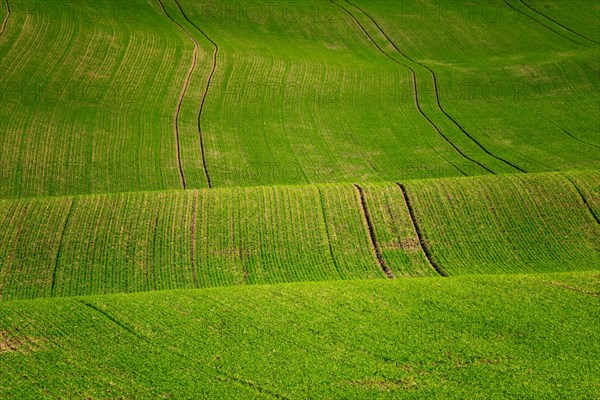 Moravian landscapes of wavy fields with a wealth of colors. Czech republic