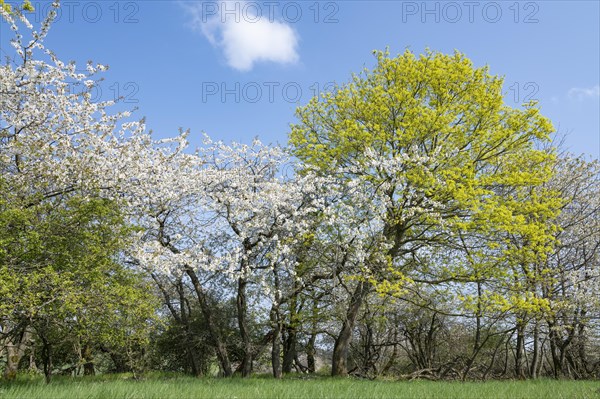 Field copse