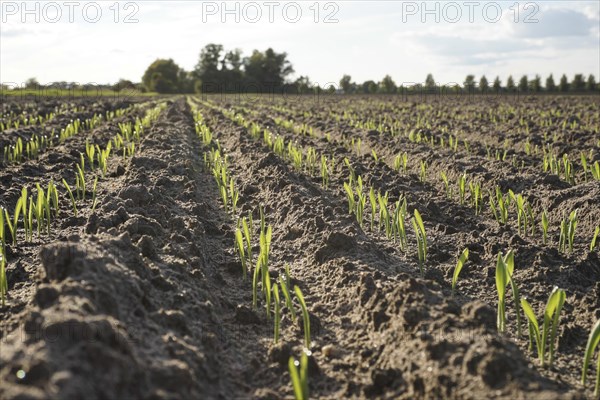 Young grain growing in rows in a field. Germany