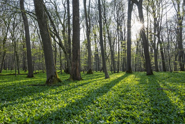 Deciduous forest and leaves of ramsons