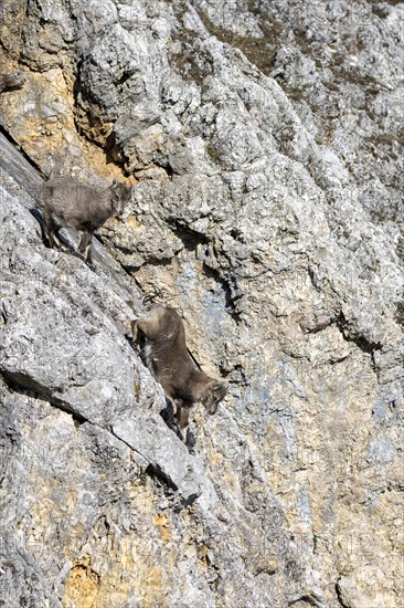 Alpine ibex