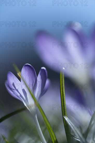 Purple spring crocus