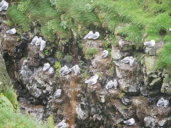 Kittiwakes