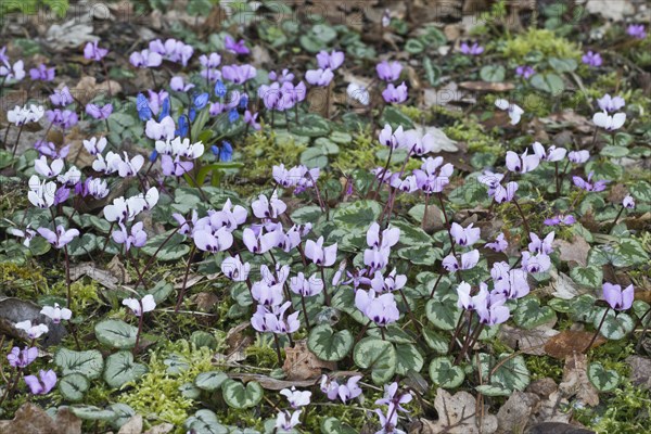 Eastern cyclamen