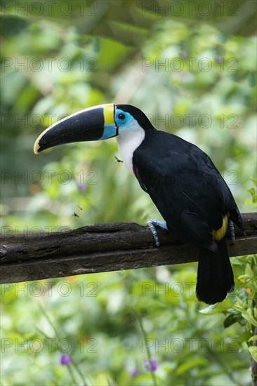 White-throated toucan