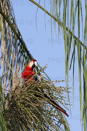 Scarlet Macaw