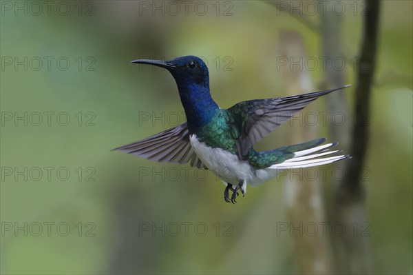 Male White necked Jacobin