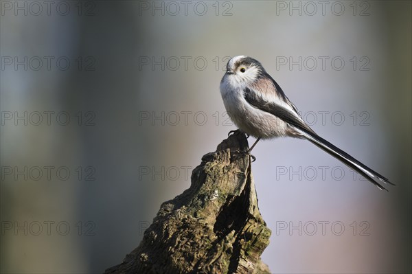 Long-tailed tit