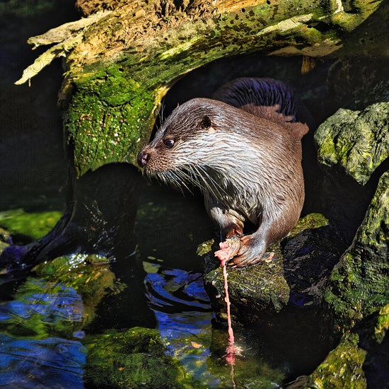 European otter