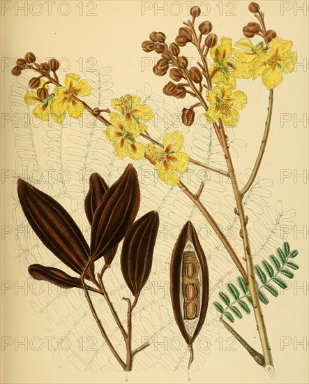 Peltophorum ferrugineum