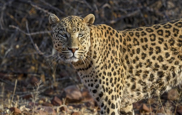 African leopard