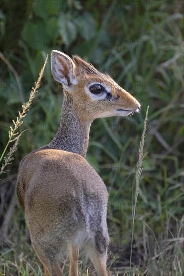 Dik