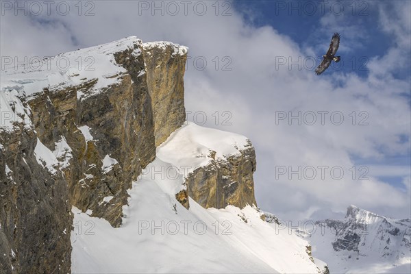 Golden eagle