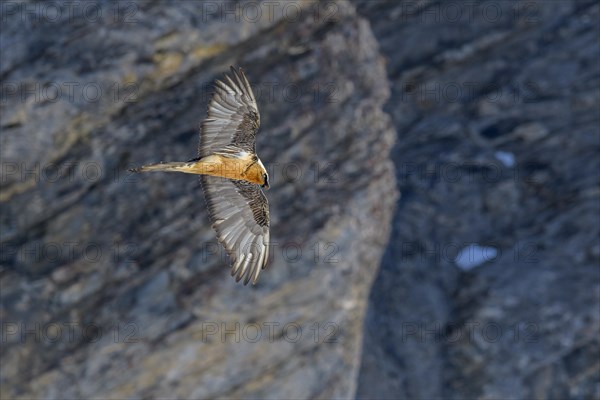 Bearded vulture