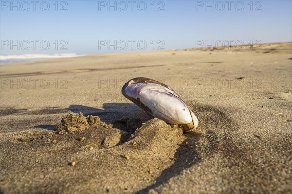 Closeup of Mussel shell on the beach with beautiful scenery background of the abandoned shipwreck