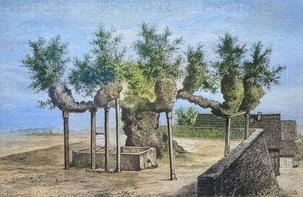 The famous lime tree of Malchen