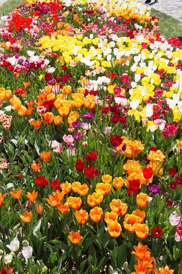 Blooming colorful tulip flowers in garden as floral background