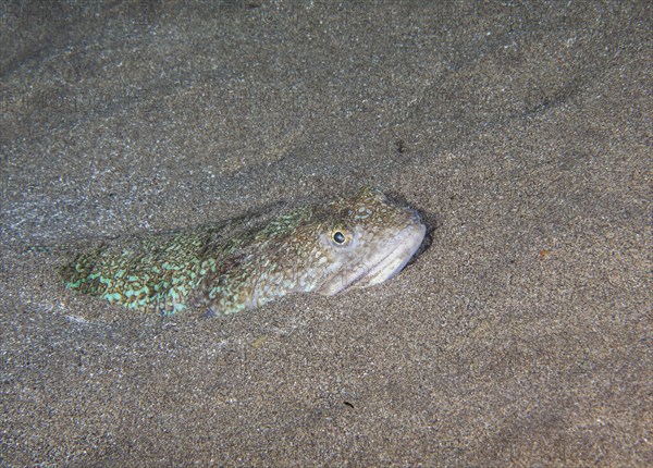 Atlantic lizardfish