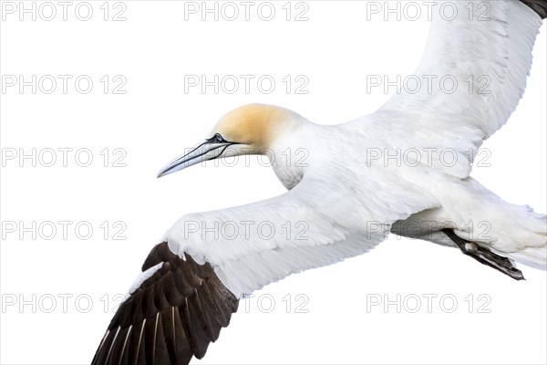 Northern gannet