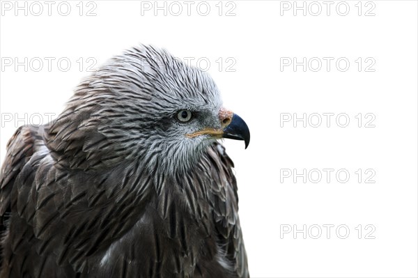 Black kite