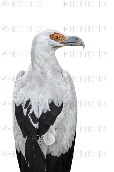 Palm-nut vulture