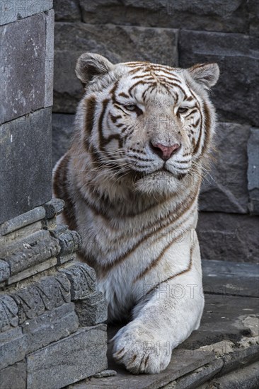 White tiger