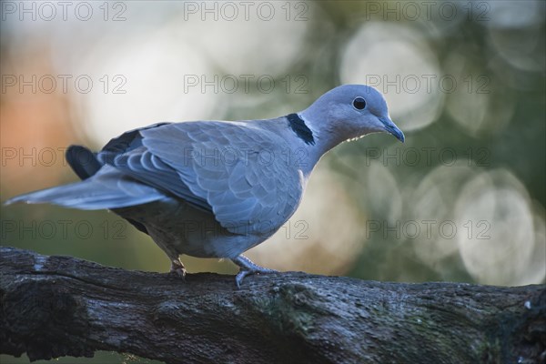 Eurasian Collared Dove