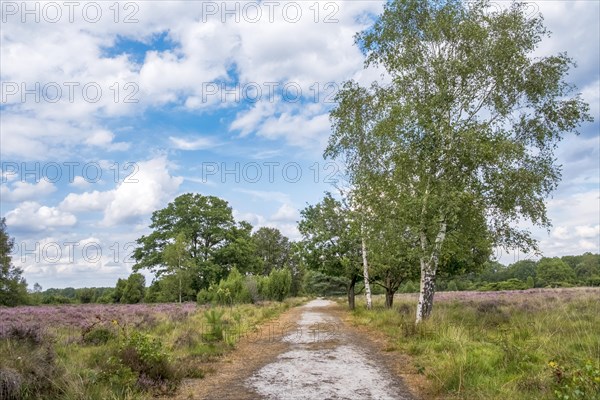 Buurserzand Nature Reserve