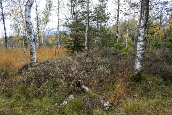 Autumn in the Kendlmuehlfilzen high moor