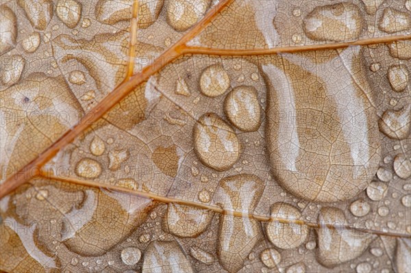 Water drop on leaf