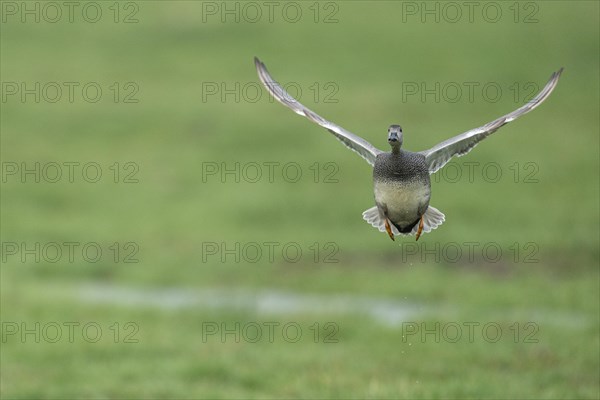 Gadwall