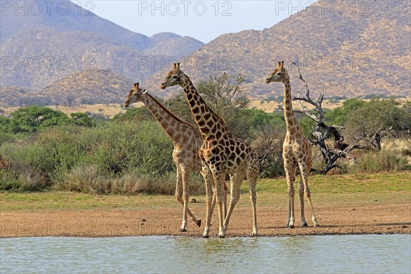 Southern giraffe