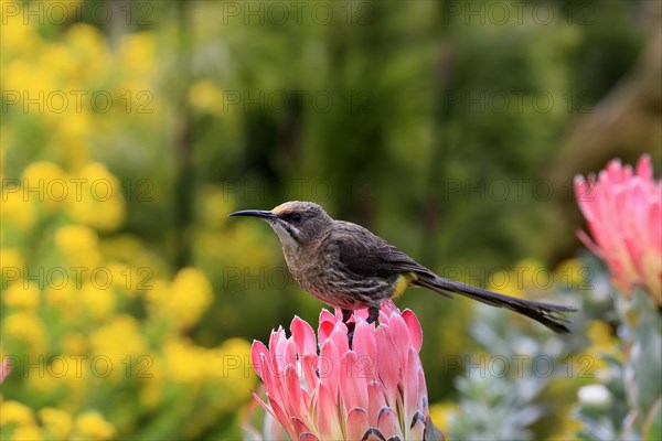 Cape sugarbird