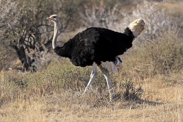 South African ostrich