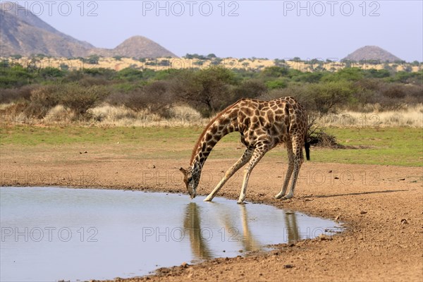 Southern giraffe