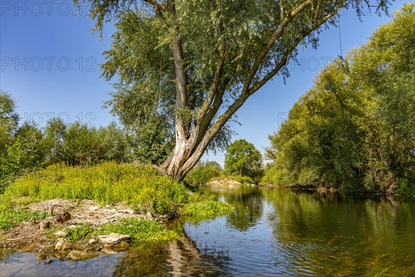 The river Lippe in the Hellinghauser Mersch nature reserve