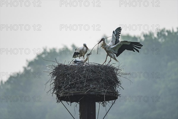 Stork family in the nest in the Disselmersch nature reserve