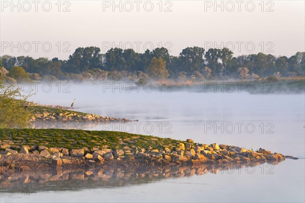 The river Weser with morning mist with Grey Heron
