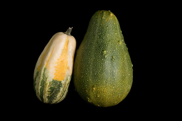 Colorful pumpkin on a black background. In studio