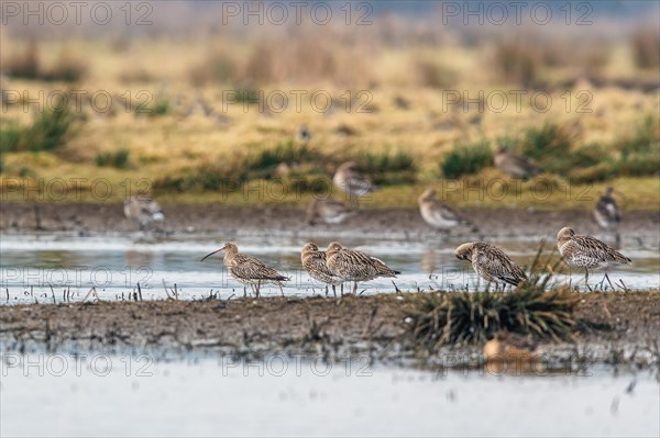 Eurasian Curlew