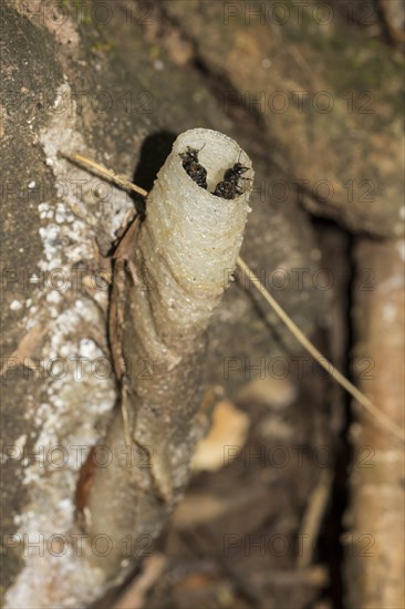 Stingless bee